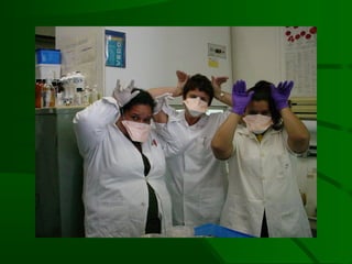 C neoformans e linfócitos B