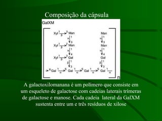 A galactoxilomanana é um polímero que consiste em
um esqueleto de galactose com cadeias laterais trímeras
de galactose e manose. Cada cadeia lateral da GalXM
sustenta entre um e três resíduos de xilose
Composição da cápsula
 