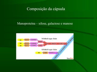 Composição da cápsula
Manoproteína – xilose, galactose e manose
 