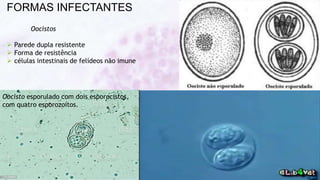 FORMAS INFECTANTES
Oocistos
 Parede dupla resistente
 Forma de resistência
 células intestinais de felídeos não imune
Oocisto esporulado com dois esporocistos,
com quatro esporozoítos.
 