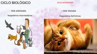 CICLO BIOLÓGICO
Hospedeiros intermediários Hospedeiros Definitivos
 FASE SEXUADA
 FASE ASSEXUADA
CICLO HETEROXENO
 