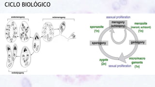 CICLO BIOLÓGICO
 