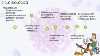 CICLO BIOLÓGICO
O oocisto maduro
contendo
esporozoítos resiste a
passagem pelo suco
gástrico.
Diferenciação e
multiplicação
intracelular
Divisão no vacúolo
parasitóforo
(endodiogenia)
Rompimento da
célula
parasitada
Disseminação do
parasito no
organismo.
Diminuição do
parasitismo.
Diferenciação em
bradizoítos para a
formação de cistos.
FASE ASSEXUADA
 