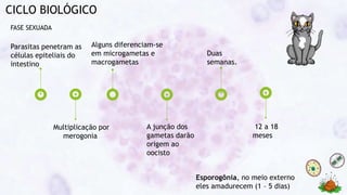 CICLO BIOLÓGICO
Multiplicação por
merogonia
Alguns diferenciam-se
em microgametas e
macrogametas
A junção dos
gametas darão
origem ao
oocisto
FASE SEXUADA
Parasitas penetram as
células epiteliais do
intestino
Esporogônia, no meio externo
eles amadurecem (1 – 5 dias)
Duas
semanas.
12 a 18
meses
 