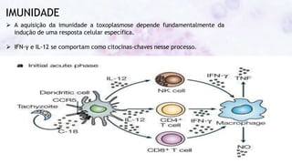 IMUNIDADE
 A aquisição da imunidade a toxoplasmose depende fundamentalmente da
indução de uma resposta celular específica.
 IFN-γ e IL-12 se comportam como citocinas-chaves nesse processo.
 