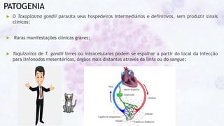 PATOGENIA
 O Toxoplasma gondii parasita seus hospedeiros intermediários e definitivos, sem produzir sinais
clínicos;
 Raras manifestações clinicas graves;
 Taquizoítos de T. gondii livres ou intracelulares podem se espalhar a partir do local da infecção
para linfonodos mesentéricos, órgãos mais distantes através da linfa ou do sangue;
 