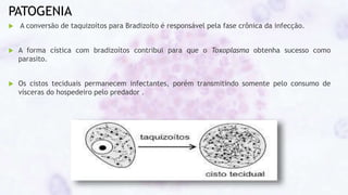 PATOGENIA
 A conversão de taquizoítos para Bradizoíto é responsável pela fase crônica da infecção.
 A forma cística com bradizoítos contribui para que o Toxoplasma obtenha sucesso como
parasito.
 Os cistos teciduais permanecem infectantes, porém transmitindo somente pelo consumo de
vísceras do hospedeiro pelo predador .
 