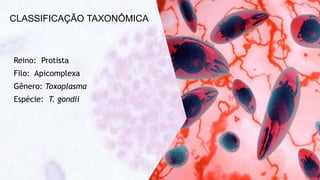 CLASSIFICAÇÃO TAXONÔMICA
Reino: Protista
Filo: Apicomplexa
Gênero: Toxoplasma
Espécie: T. gondii
 