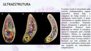 ULTRAESTRUTURA
O núcleo (azul) é circundado pelo
retículo endoplasmático rugoso
(amarelo). Acima dele, o
complexo de Golgi (verde) e o
apicoplasto (azul-verde). A única
mitocôndria se espalha através do
citosol (vermelho). Grânulos
densos (magenta) e grânulos de
amilopectina (branco) estão
dispersos no citosol. O complexo
apical é composto pelo conóide
cilíndrico. Abaixo, as organelas
secretoras: micronemas (laranja)
e roptrias (rosa). O corpo celular é
limitado por três unidades de
membrana (película) e abaixo dela
um conjunto de microtúbulos
subpeliculares
 