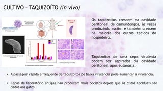 CULTIVO – TAQUIZOÍTO (in vivo)
Os taquizoítos crescem na cavidade
peritoneal de camundongos, às vezes
produzindo ascite, e também crescem
na maioria dos outros tecidos do
hospedeiro.
Taquizoítos de uma cepa virulenta
podem ser aspirados da cavidade
peritoneal após eutanásia.
• A passagem rápida e frequente de taquizoítos de baixa virulência pode aumentar a virulência.
• Cepas de laboratório antigas não produzem mais oocistos depois que os cistos teciduais são
dados aos gatos.
 