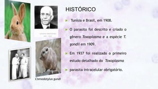 HISTÓRICO
 Tunísia e Brasil, em 1908.
 O parasito foi descrito e criado o
gênero Toxoplasma e a espécie T.
gondii em 1909.
 Em 1937 foi realizado o primeiro
estudo detalhado do Toxoplasma
 parasita intracelular obrigatório.
Ctenodatylus gundi
 