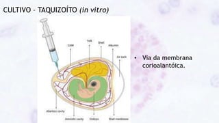 CULTIVO – TAQUIZOÍTO (in vitro)
• Via da membrana
corioalantóica.
 