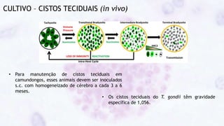 CULTIVO – CISTOS TECIDUAIS (in vivo)
• Para manutenção de cistos teciduais em
camundongos, esses animais devem ser inoculados
s.c. com homogeneizado de cérebro a cada 3 a 6
meses.
• Os cistos teciduais do T. gondii têm gravidade
específica de 1,056.
 