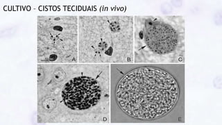 CULTIVO – CISTOS TECIDUAIS (in vivo)
 