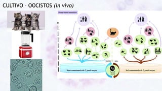 CULTIVO – OOCISTOS (in vivo)
 