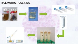 ISOLAMENTO – OOCISTOS
 