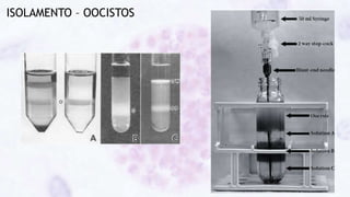 ISOLAMENTO – OOCISTOS
 