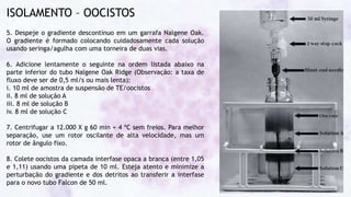 ISOLAMENTO – OOCISTOS
5. Despeje o gradiente descontínuo em um garrafa Nalgene Oak.
O gradiente é formado colocando cuidadosamente cada solução
usando seringa/agulha com uma torneira de duas vias.
6. Adicione lentamente o seguinte na ordem listada abaixo na
parte inferior do tubo Nalgene Oak Ridge (Observação: a taxa de
fluxo deve ser de 0,5 ml/s ou mais lenta):
i. 10 ml de amostra de suspensão de TE/oocistos
ii. 8 ml de solução A
iii. 8 ml de solução B
iv. 8 ml de solução C
7. Centrifugar a 12.000 X g 60 min + 4 ºC sem freios. Para melhor
separação, use um rotor oscilante de alta velocidade, mas um
rotor de ângulo fixo.
8. Colete oocistos da camada interfase opaca a branca (entre 1,05
e 1,11) usando uma pipeta de 10 ml. Esteja atento e minimize a
perturbação do gradiente e dos detritos ao transferir a interfase
para o novo tubo Falcon de 50 ml.
 