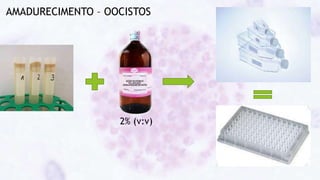 AMADURECIMENTO – OOCISTOS
2% (v:v)
 