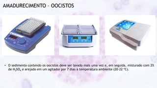 AMADURECIMENTO – OOCISTOS
• O sedimento contendo os oocistos deve ser lavado mais uma vez e, em seguida, misturado com 2%
de H2SO4 e arejado em um agitador por 7 dias à temperatura ambiente (20–22 ºC).
 