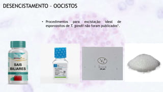 DESENCISTAMENTO – OOCISTOS
• Procedimentos para excistação ideal de
esporozoítos de T. gondii não foram publicados*.
 