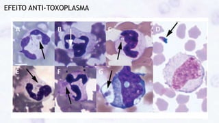 EFEITO ANTI-TOXOPLASMA
 