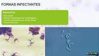FORMAS INFECTANTES
Taquizoítos
• Fase aguda
• Rápida multiplicação por endodiogenia.
• Vacúolo parasitóforo em várias células
• Pouco resistente.
 