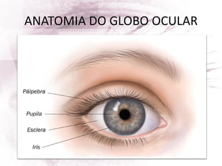 ANATOMIA DO GLOBO OCULAR
 
