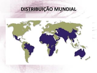 DISTRIBUIÇÃO MUNDIAL
 