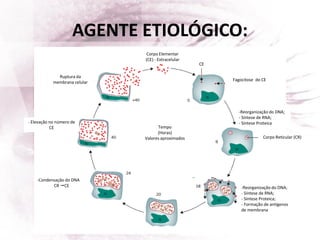 AGENTE ETIOLÓGICO:
Corpo Elementar
(CE) - Extracelular
Fagocitose do CE
CE
-Reorganização do DNA;
- Síntese de RNA;
- Síntese Proteica
Corpo Reticular (CR)
-Reorganização do DNA;
- Síntese de RNA;
- Síntese Proteica;
- Formação de antígenos
de membrana
-Condensação do DNA
CR CE
- Elevação no número de
CE
Ruptura da
membrana celular
Tempo
(Horas)
Valores aproximados
 