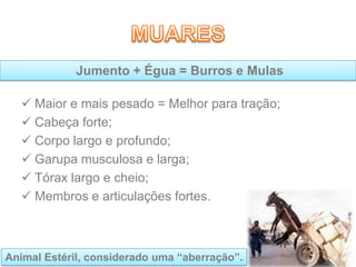  Maior e mais pesado = Melhor para tração;
 Cabeça forte;
 Corpo largo e profundo;
 Garupa musculosa e larga;
 Tórax largo e cheio;
 Membros e articulações fortes.
Jumento + Égua = Burros e Mulas
Animal Estéril, considerado uma “aberração”.
 
