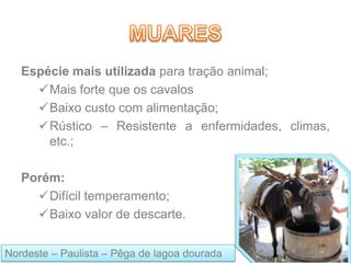 Espécie mais utilizada para tração animal;
Mais forte que os cavalos
Baixo custo com alimentação;
Rústico – Resistente a enfermidades, climas,
etc.;
Porém:
Difícil temperamento;
Baixo valor de descarte.
Nordeste – Paulista – Pêga de lagoa dourada
 