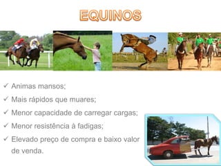  Animas mansos;
 Mais rápidos que muares;
 Menor capacidade de carregar cargas;
 Menor resistência à fadigas;
 Elevado preço de compra e baixo valor
de venda.
 