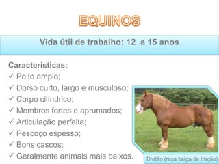 Características:
 Peito amplo;
 Dorso curto, largo e musculoso;
 Corpo cilíndrico;
 Membros fortes e aprumados;
 Articulação perfeita;
 Pescoço espesso;
 Bons cascos;
 Geralmente animais mais baixos.
Vida útil de trabalho: 12 a 15 anos
Bretão (raça belga de tração)
 
