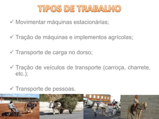  Movimentar máquinas estacionárias;
 Tração de máquinas e implementos agrícolas;
 Transporte de carga no dorso;
 Tração de veículos de transporte (carroça, charrete,
etc.);
 Transporte de pessoas.
 