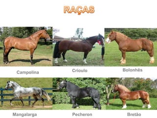 Campolina Crioulo
Mangalarga Pecheron Bretão
Bolonhês
 