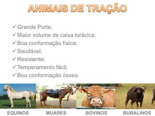 Grande Porte;
Maior volume de caixa torácica;
Boa conformação física;
Saudável;
Resistente;
Temperamento fácil;
Boa conformação óssea.
EQUINOS MUARES BOVINOS BUBALINOS
 