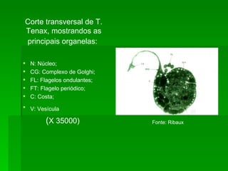 Corte transversal de T. Tenax, mostrandos as principais organelas:   N: Núcleo; CG: Complexo de Golghi; FL: Flagelos ondulantes; FT: Flagelo periódico;  C: Costa; V: Vesícula   ( X 35000)  Fonte: Ribaux 