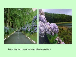 Fonte: http://acoresum.no.sapo.pt/fotosmiguel.htm 