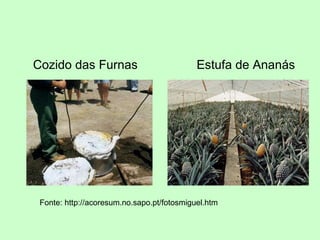 Cozido das Furnas  Estufa de Ananás Fonte: http://acoresum.no.sapo.pt/fotosmiguel.htm 