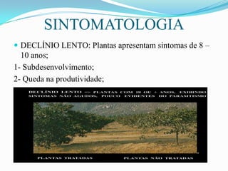 SINTOMATOLOGIA
 DECLÍNIO LENTO: Plantas apresentam sintomas de 8 –

10 anos;
1- Subdesenvolvimento;
2- Queda na produtividade;

 