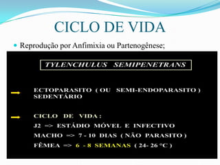 CICLO DE VIDA
 Reprodução por Anfimixia ou Partenogênese;

 