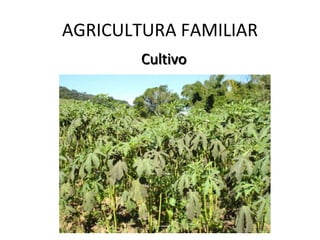 AGRICULTURA FAMILIAR
        Cultivo
 
