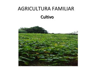 AGRICULTURA FAMILIAR
        Cultivo
 
