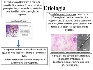 O Carbúnculo Hemático é causada
pelo Bacillus anthracis, uma bactéria
gram-positiva, encapsulada, imóvel e
com tendência de formação de
esporos.

Etiologia

Os esporos podem se espalhar através de
água de rios, insectos, animais selvagens e
aves.
Podem estar presentes em pastagens o
que é muito preocupante.

O carbúnculo sintomático, provoca uma
inflamação clostridial dos músculos
esqueléticos, é causado pelo Clostridium
chaouvei, uma bactéria gram- positiva em
forma de bastonete e produtora de
esporos.

A bactéria é altamente resistente às
mudanças ambientais e
desinfectantes, persistindo no solo
por muitos anos.

 