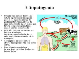 Etiopatogenia
•

•

•
•

O modo mais comum de infecção
natural é pela via oral os esporos
podem ser ingeridos através de
pastos contaminados, através de
água contaminada, ou em rações que
tem na composição produtos de
origem animais contaminado.
O carbúnculo pode entrar no corpo
humano através dos
intestinos, pulmões (inalação) ou
pele, sendo que esta doença não é
contagiosa.
A infecção dá-se quase sempre
através dos esporos e não pela forma
activa.
Normalmente o período de
incubação da bactéria é de algumas
horas a 7 dias.

 