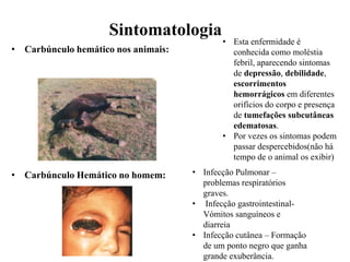 Sintomatologia
• Carbúnculo hemático nos animais:

• Carbúnculo Hemático no homem:

• Esta enfermidade é
conhecida como moléstia
febril, aparecendo sintomas
de depressão, debilidade,
escorrimentos
hemorrágicos em diferentes
orifícios do corpo e presença
de tumefações subcutâneas
edematosas.
• Por vezes os sintomas podem
passar despercebidos(não há
tempo de o animal os exibir)

• Infecção Pulmonar –
problemas respiratórios
graves.
• Infecção gastrointestinalVómitos sanguíneos e
diarreia
• Infecção cutânea – Formação
de um ponto negro que ganha
grande exuberância.

 