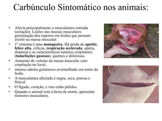 Carbúnculo Sintomático nos animais:
•

•

•
•
•
•
•

Afecta principalmente a musculatura estriada
(coração). Lesões nas massas musculares
germinação dos esporos em lesões que possam
existir na massa muscular.
1º sintoma é uma manqueira. Há perda de apetite,
febre alta, cólicas, respiração acelerada, apatia,
dispneia e os característicos tumores crepitantes
(tumefações gasosas), quentes e dolorosas.
Aumento de volume da massa muscular com
crepitação no local,
intenso edema gelatinoso avermelhado em torno da
lesão.
A musculatura afectada é negra, seca, porosa e
friável.
O fígado, coração, e rins estão pálidos.
Quando o animal está á beira da morte, apresenta
tremores musculares.

 