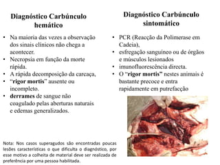 Diagnóstico Carbúnculo
sintomático

Diagnóstico Carbúnculo
hemático
• Na maioria das vezes a observação
dos sinais clínicos não chega a
acontecer.
• Necropsia em função da morte
rápida.
• A rápida decomposição da carcaça,
• “rigor mortis” ausente ou
incompleto.
• derrames de sangue não
coagulado pelas aberturas naturais
e edemas generalizados.

• PCR (Reacção da Polimerase em
Cadeia),
• esfregação sanguíneo ou de órgãos
e músculos lesionados
• imunofluorescência directa.
• O “rigor mortis” nestes animais é
bastante precoce e entra
rapidamente em putrefacção

Nota: Nos casos superagudos são encontradas poucas
lesões características o que dificulta o diagnóstico, por
esse motivo a colheita de material deve ser realizada de
preferência por uma pessoa habilitada.

 
