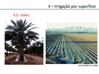 4.2 – Sulco
Fotos: Andrade et al, (2006)
4 – Irrigação por superfície
 